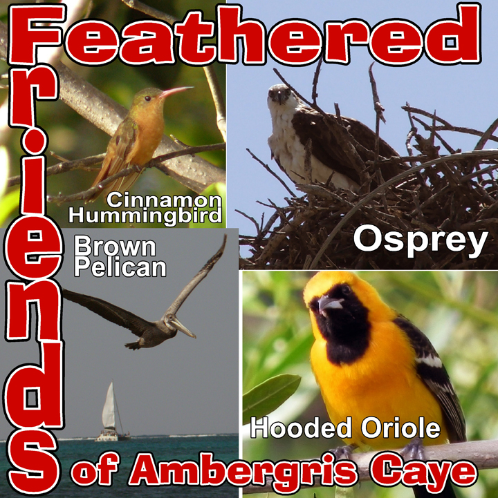 Feathered Friends of San Pedro