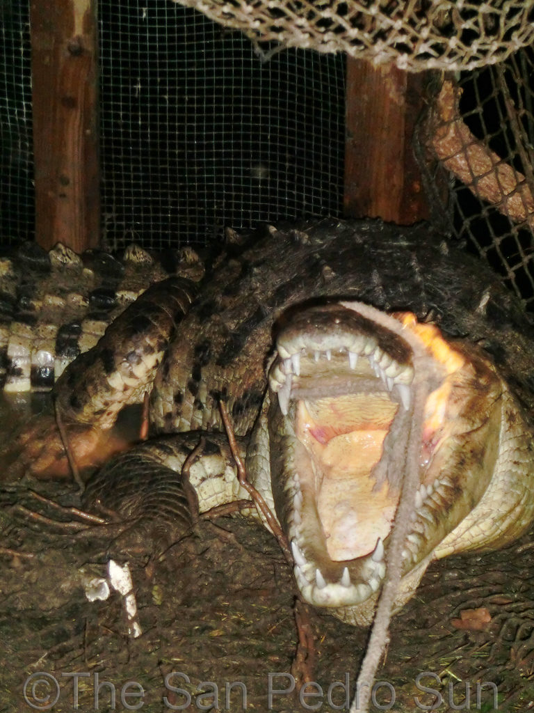 Problematic Croc Preys on Pets