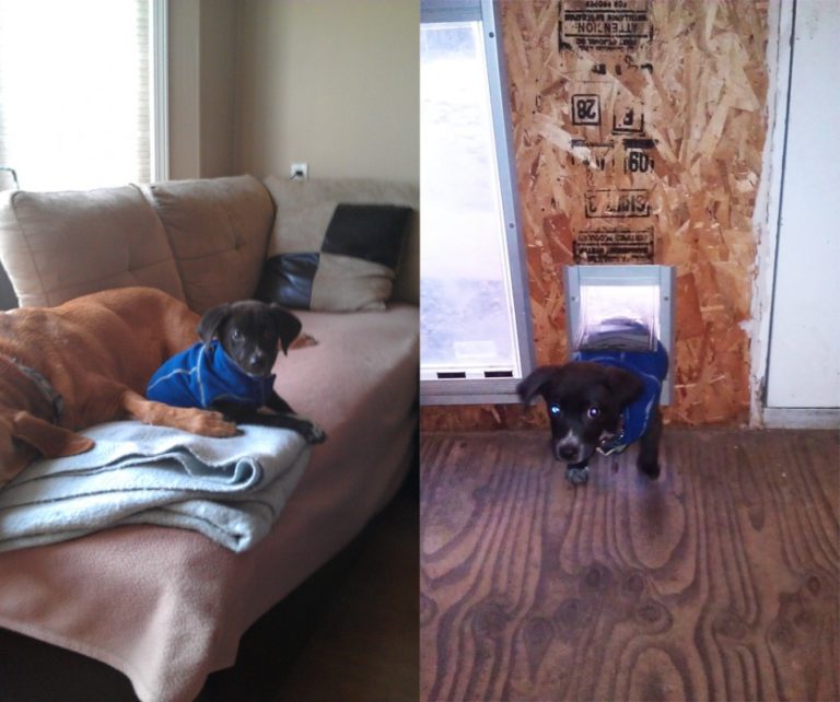 A SAGA Puppy goes to Canada