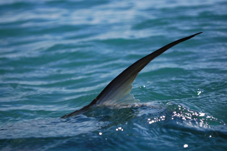 The Palometa Report: Catch and Release law for Bonefish, Permit and Tarpon