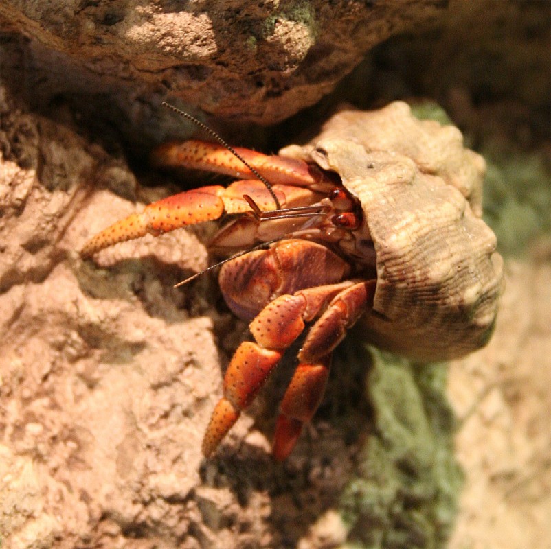 Hermit Crab
