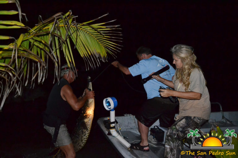 Dog-Eating Crocodile Remanded to ACES “Croc Jail” in Ladyville
