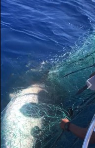 gillnet fishing banned