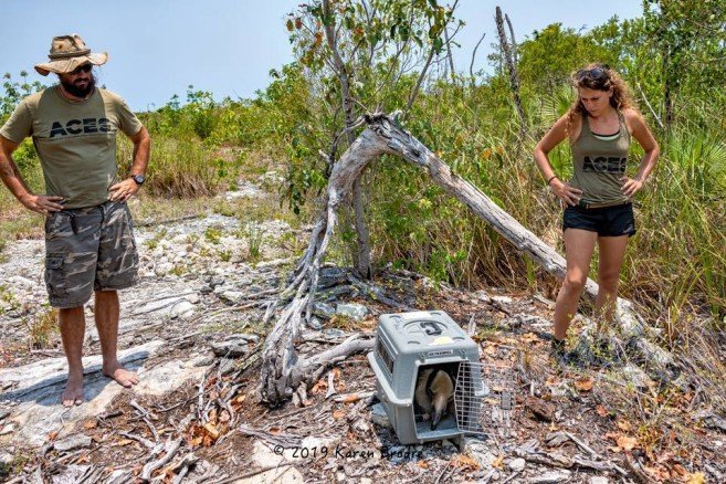 Karen-Brodie-Photography-ACES-relocates-Anteater-tamandua-1