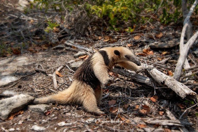 Karen-Brodie-Photography-ACES-relocates-Anteater-tamandua-2