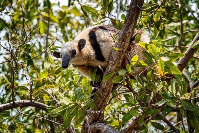 Karen-Brodie-Photography-ACES-relocates-Anteater-tamandua-3