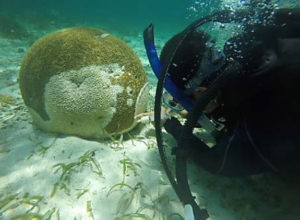 stony coral tissue loss disease