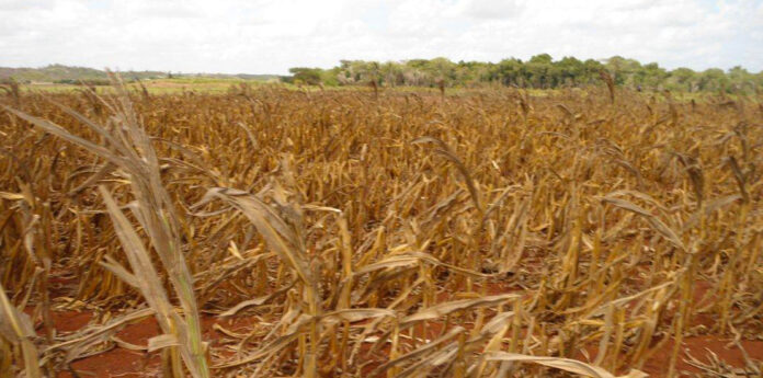 Government prepares to assist farmers ahead of potential drought
