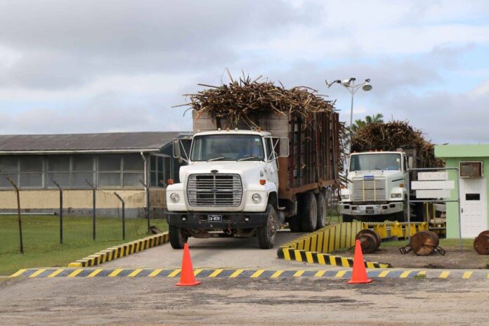 20 Sucar Cane delivered
