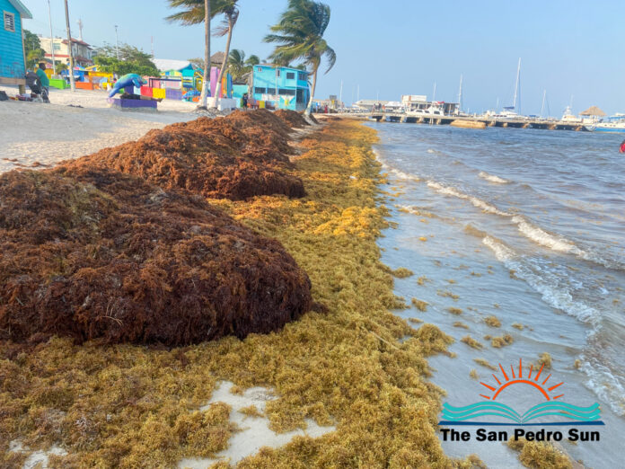 $25 million invested in San Pedro's fight against Sargassum-3