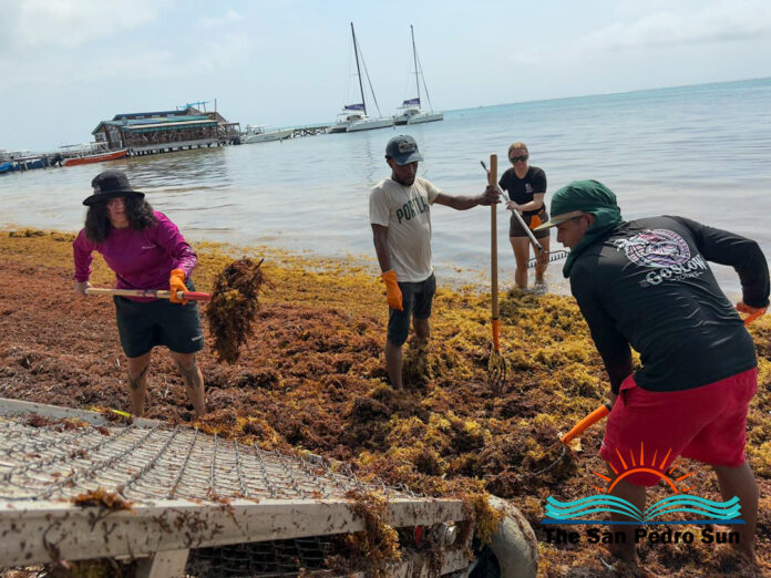 Community Volunteers Unite for Another Sargassum Clean-Up-4