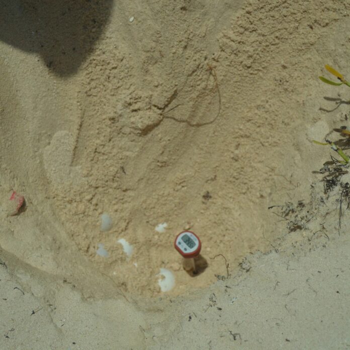 23 Sea Turtle Nest