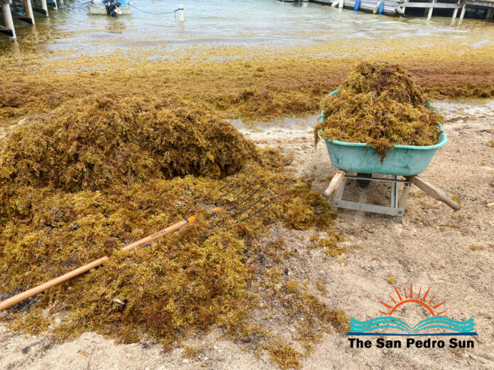 Red Phase Declared for Sargassum in San Pedro - Experts Suggest Potential Solutions-11