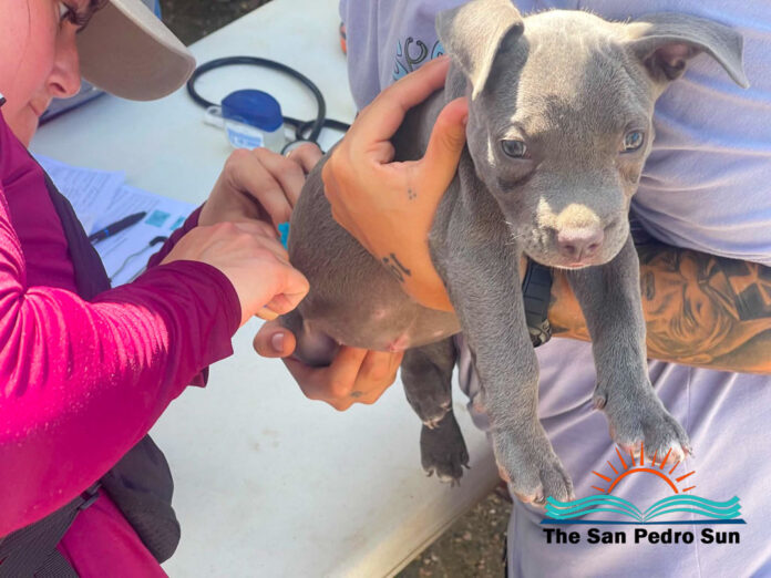 SPOT Belize Brings Free Veterinary Care to Communities Across Ambergris Caye-06