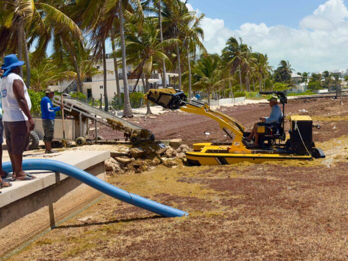 Sargassum Continues to Impact Belize's Coastline (6)