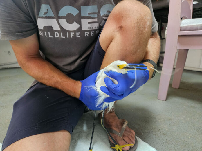 ACES Continues Wildlife Rescue Work Across Ambergris Caye (3)-2