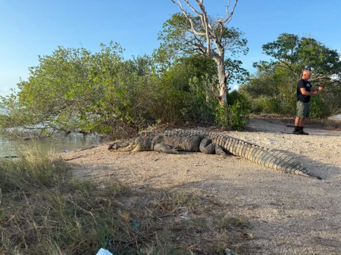 Crocodile Encounters in San Pedro and Caye Caulker Prompt Safety Advisory (1)