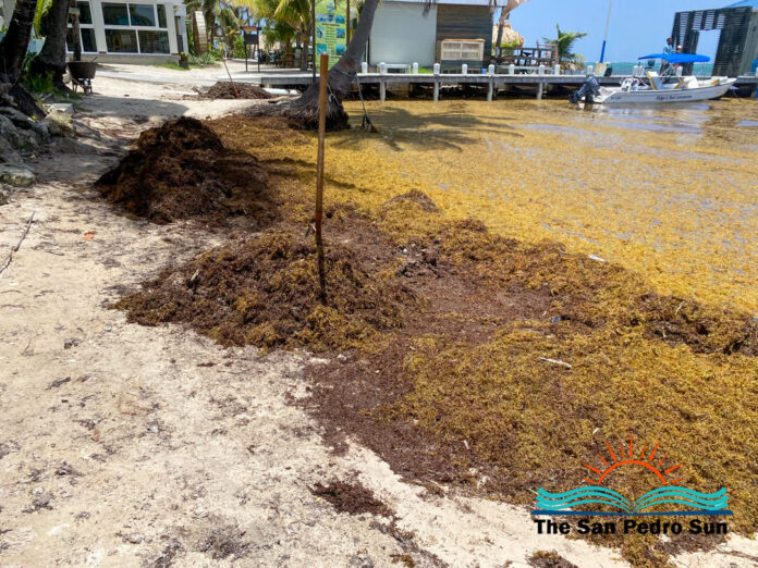 Community Efforts Intensify as Sargassum Influx Eases in San Pedro -2