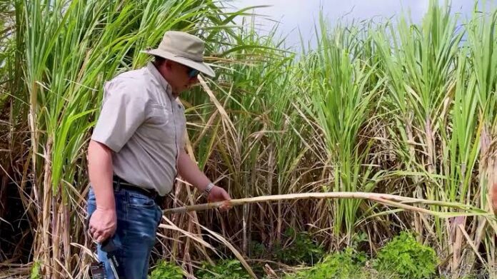 $5.2 Million Program Targets Sugarcane Mealybug Infestation (2)