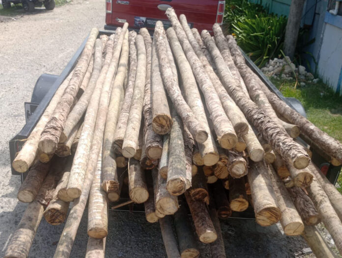 Police Impound Pickup Carrying Undocumented Bush Sticks (2)