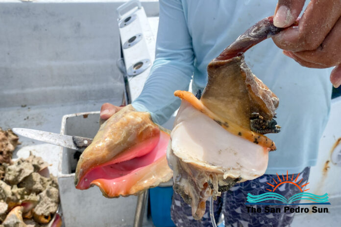 Queen Conch season officially opens in Belize