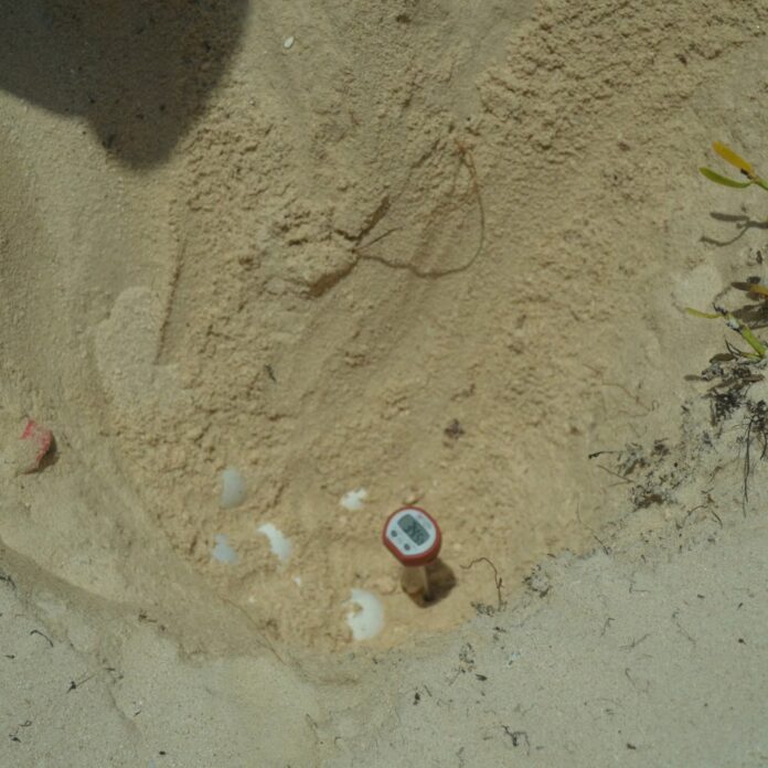 Turtle Nesting Season
