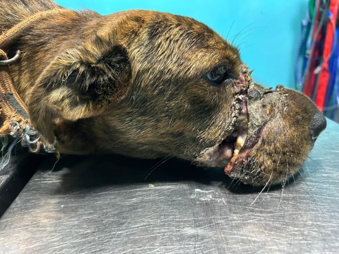 SAGA Condemns Cruelty After Dog Found with Mouth Taped Shut (2)