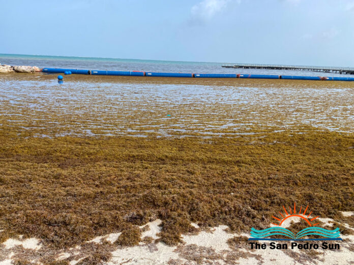 Government Seeks World Bank Funding and IDB Support to Address Sargassum-5