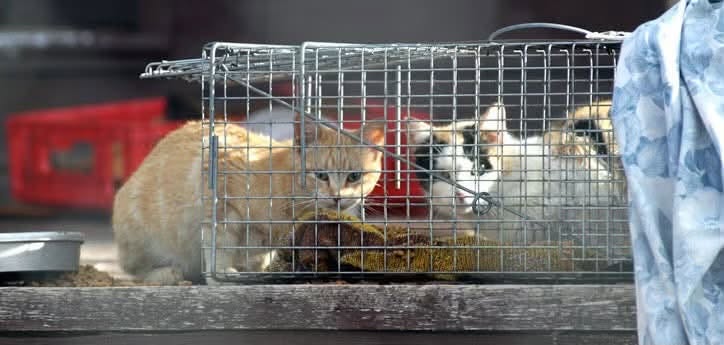 Publisher photograph accompanying SAGA’s cat-sterilisation appeal