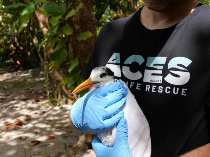 ACES records its most diverse year with 72 species admitted into care (10)